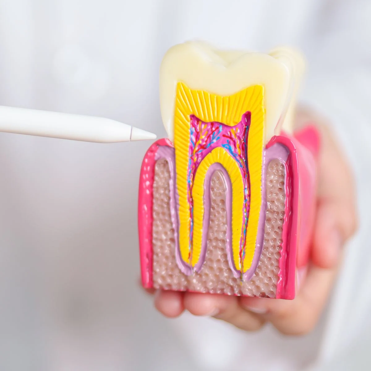 periodontics Services - Periodontics